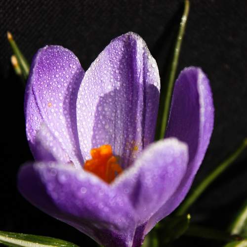 Photo #11459958