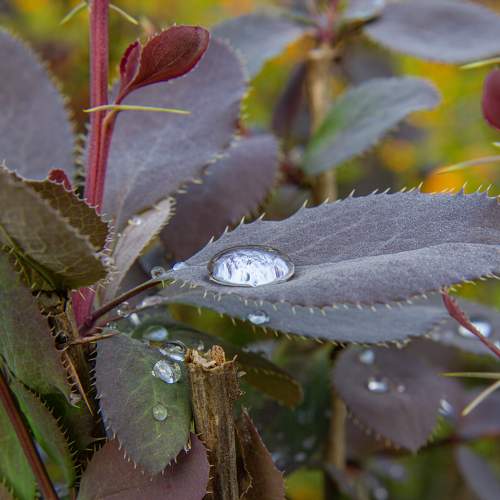 Photo #11461181