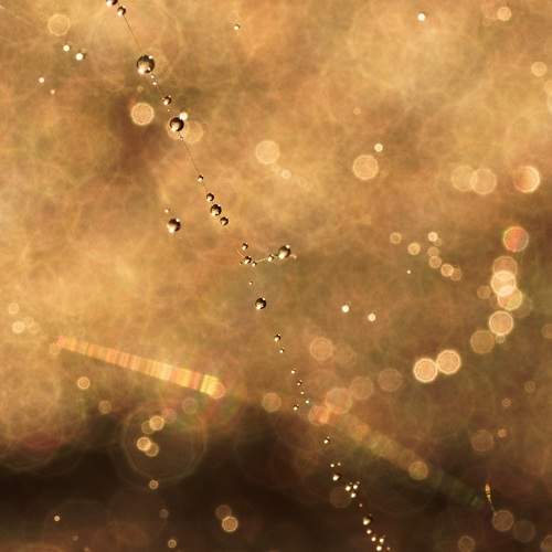 Spider net Drops