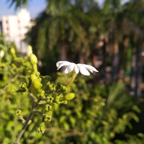 Photo #11461571