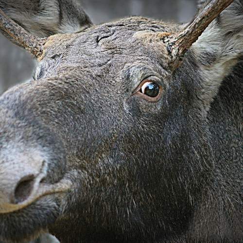 Photo #11461606