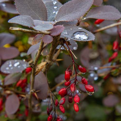 Photo #11461880