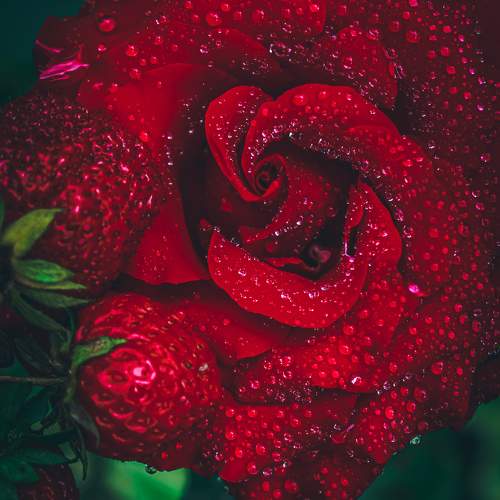 Photo #11462129