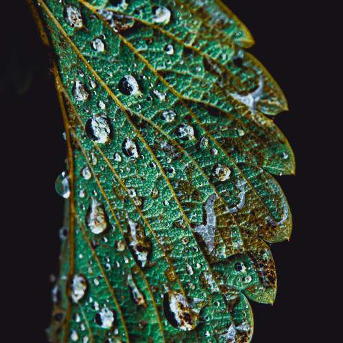 Photo #11462131