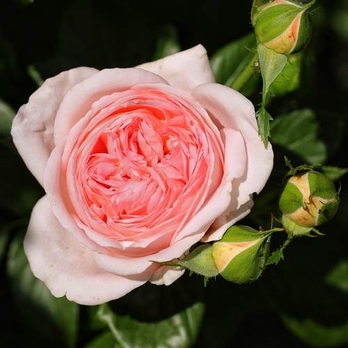 Photo #11462266