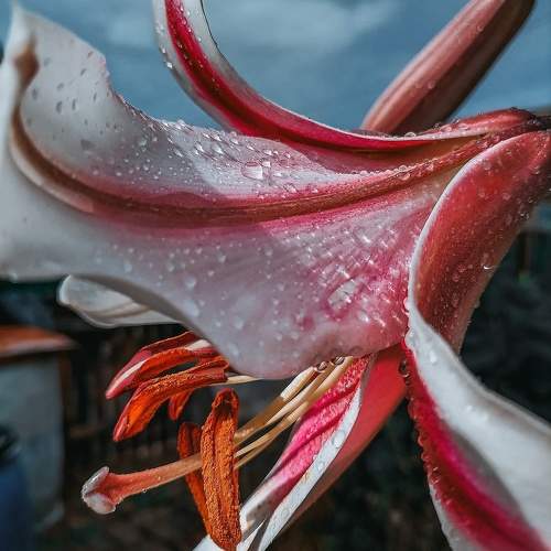 Photo #11462275