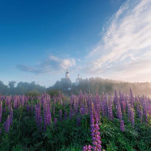 Photo #11462585