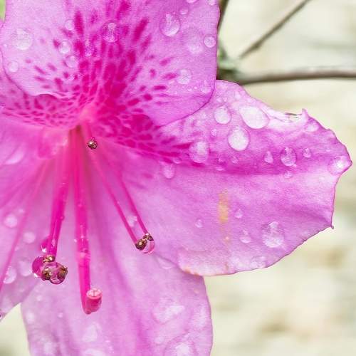 Photo #11462647