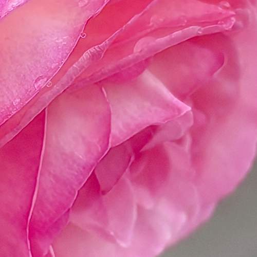 Photo #11462714