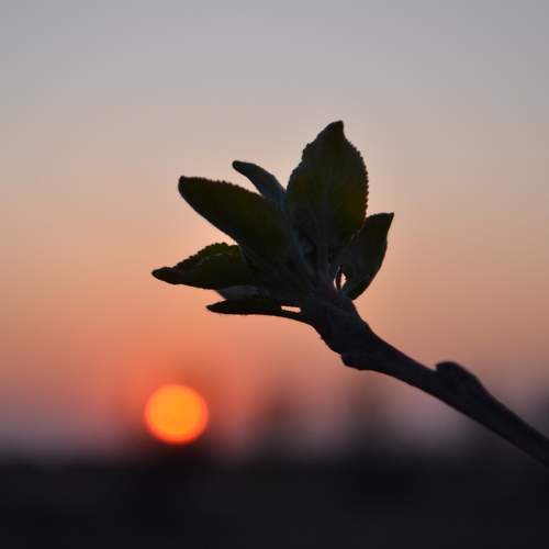 Photo #11463035