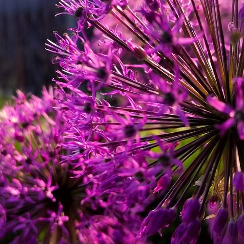 Photo #11463287