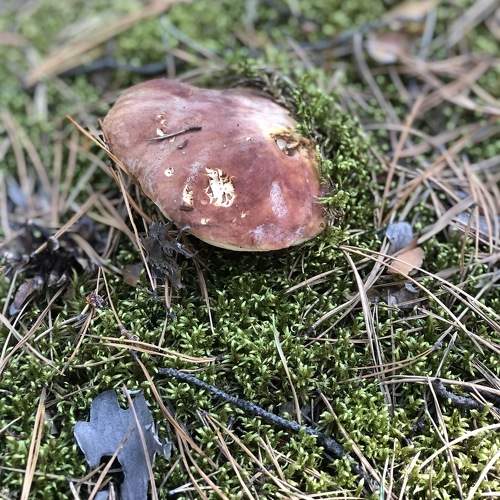 Photo #11463318