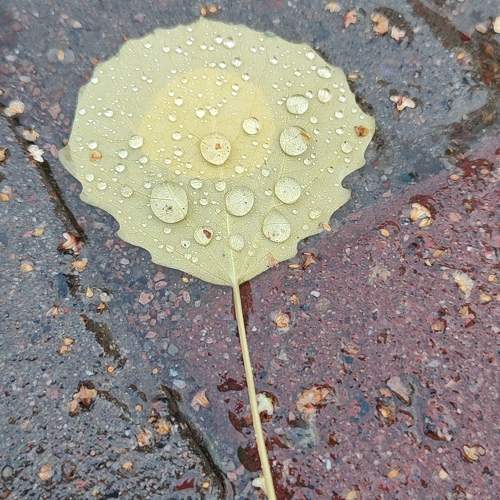 Photo #11463396