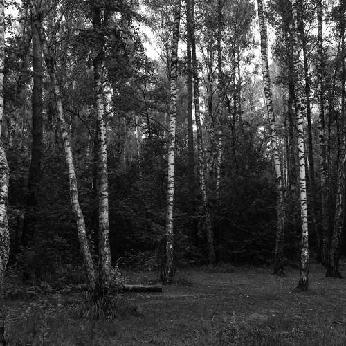Photo #11463619