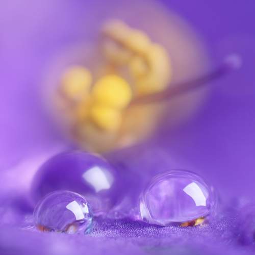 Photo #11464132