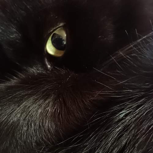 Photo #11464272