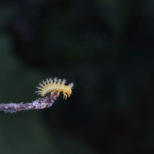 Photo #11464300