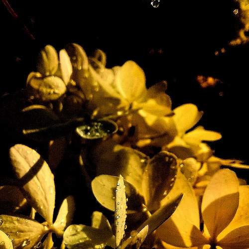 Photo #11464817