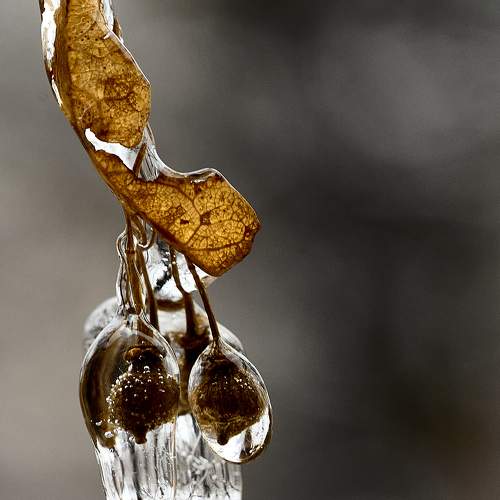 Photo #11465011