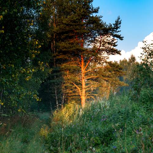 Photo #11465045