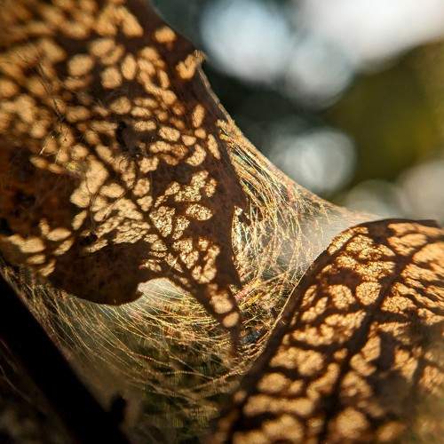 Photo #11465374