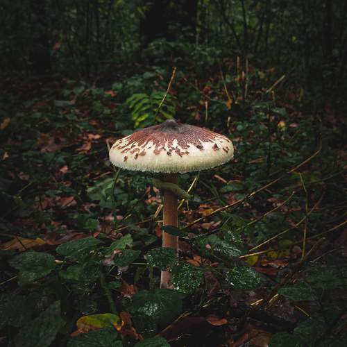 Photo #11465399