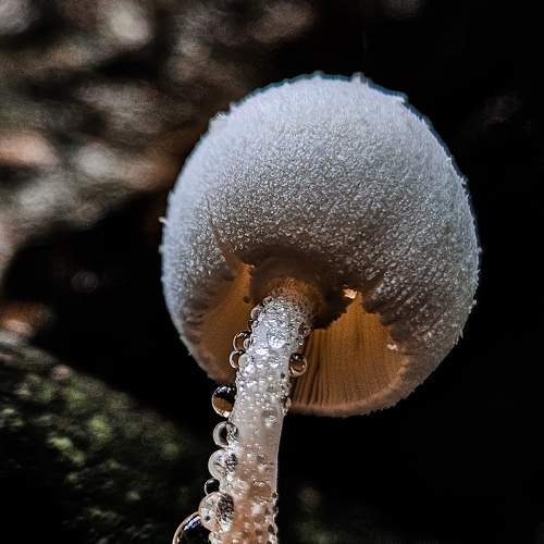 Photo #11465484