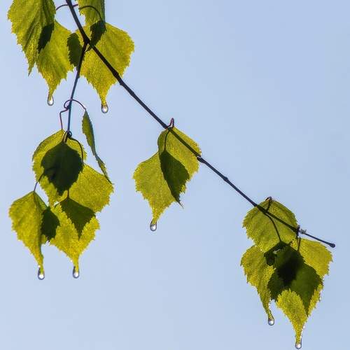 Photo #11465710