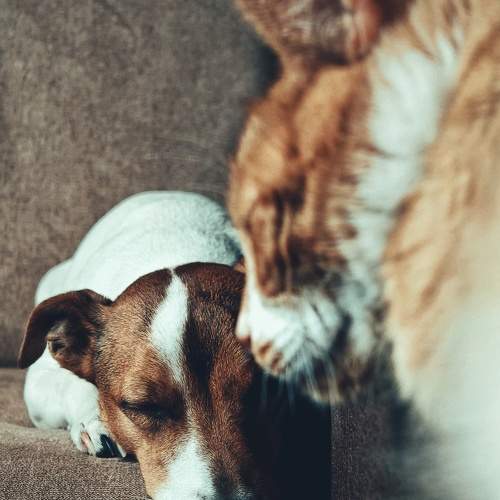 Photo #11466983