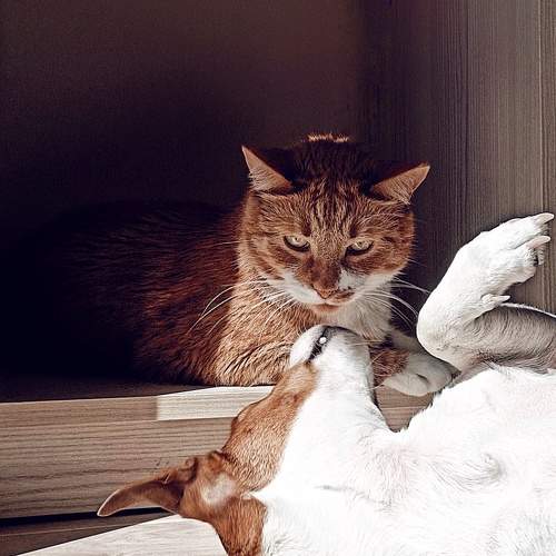 Photo #11467026