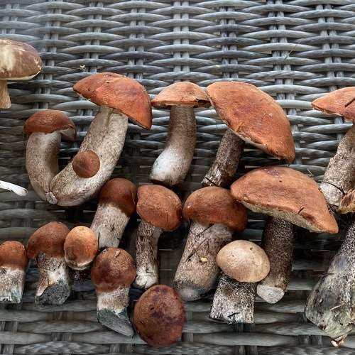 Photo #11467622