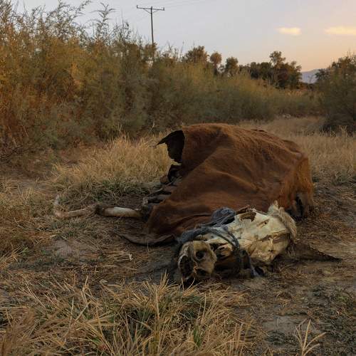 Photo #11467825