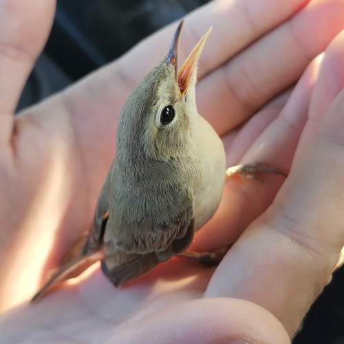 Photo #11468288