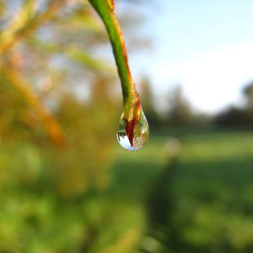 Photo #11469318