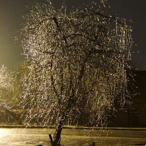 И повисли на ветках бусы... / Pearls on branches