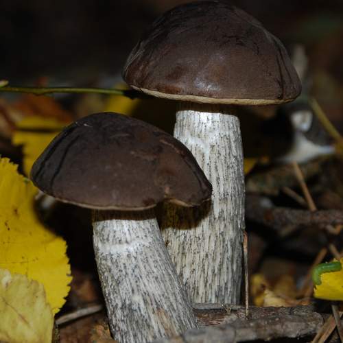 Photo #11470490