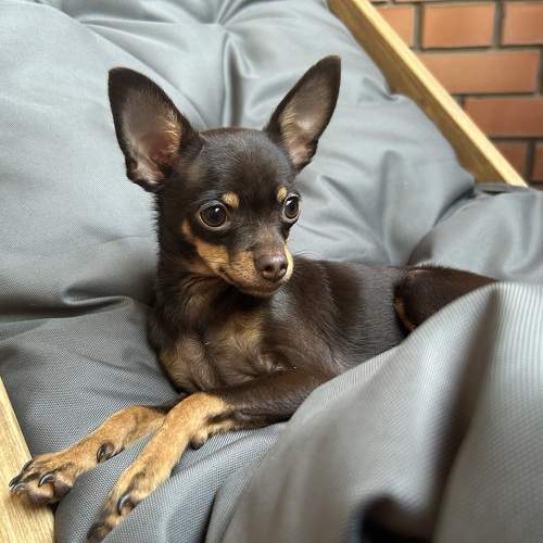 Photo #11470692