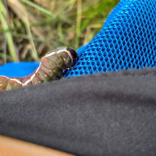 Photo #11470799