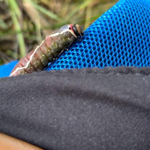 Photo #11470800