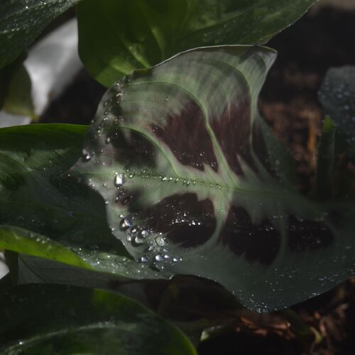 Photo #11471108