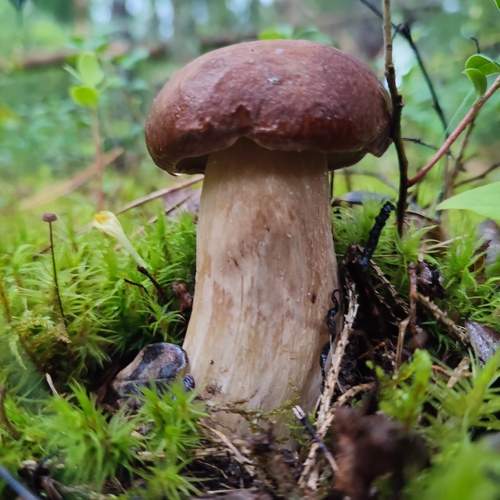 Photo #11471591