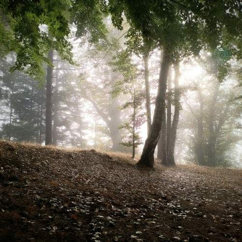 Photo #11471618