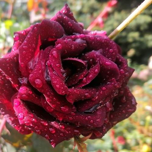 Photo #11471734