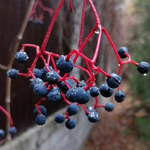 Photo #11471736