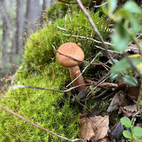 Photo #11473355