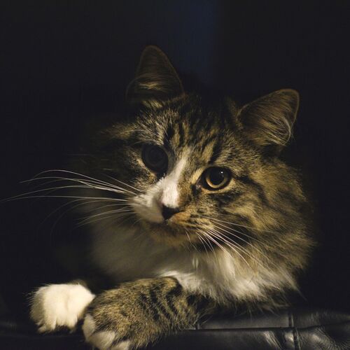 Photo #11473513