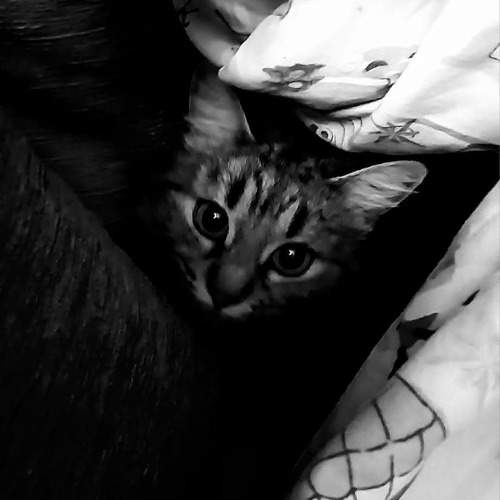 Photo #11473976