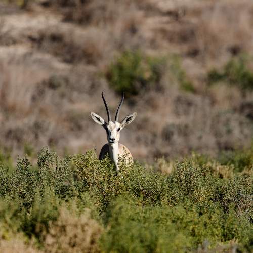Photo #11474555