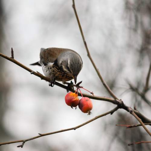 Photo #11474956