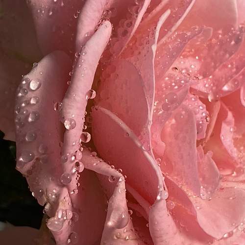 Photo #11475012